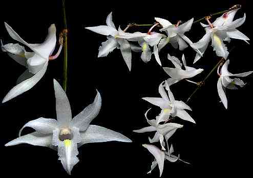 Dendrobium crumenatum